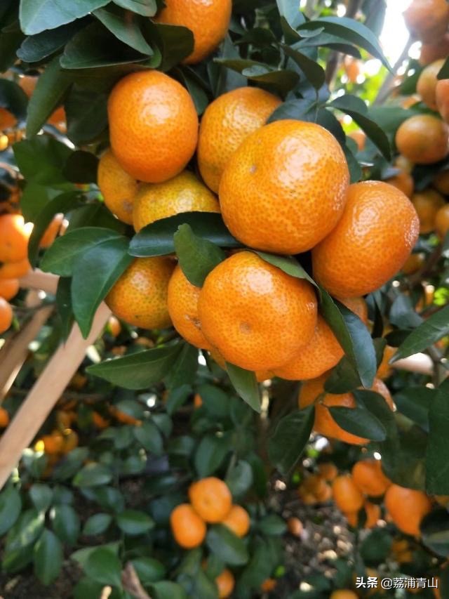 老果树不长新枝不结果,果树长苗不结果