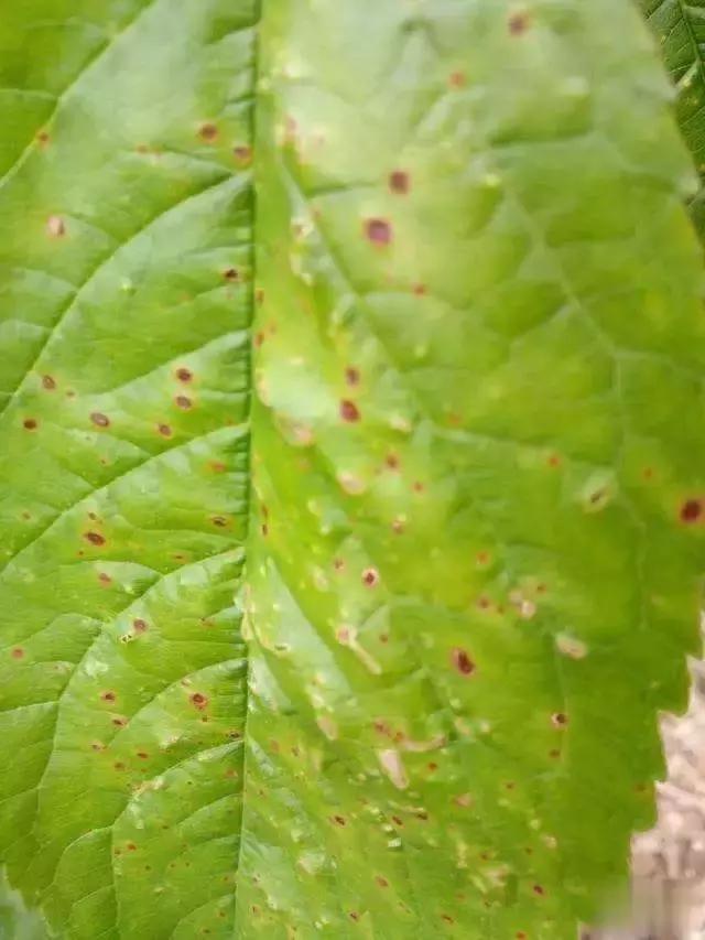 樱桃病虫害防治时间,樱桃病虫害防治及管理专家