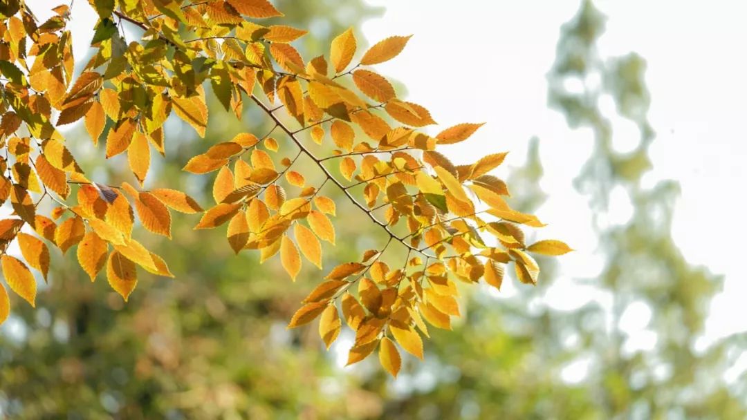 乌镇冬天好看吗,乌镇夏天怎么样