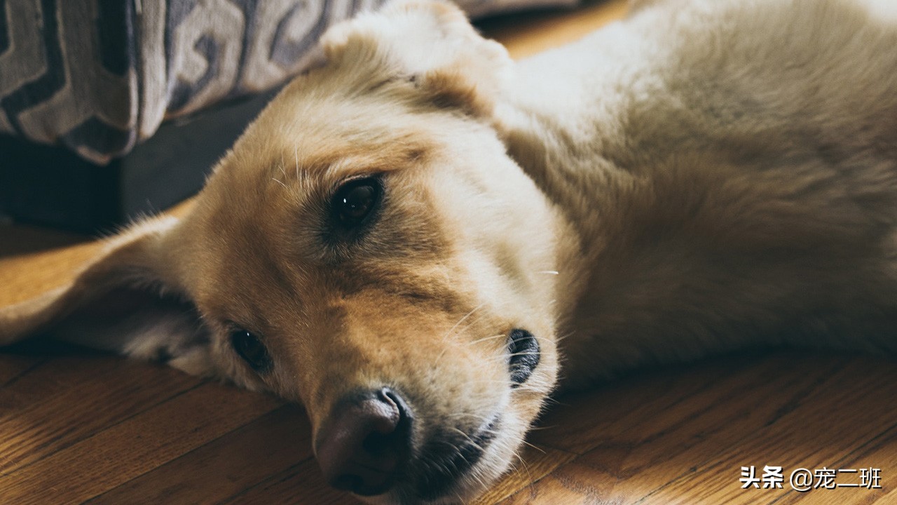 拉布拉多寻回猎犬杂色,拉布拉多猎犬的生活