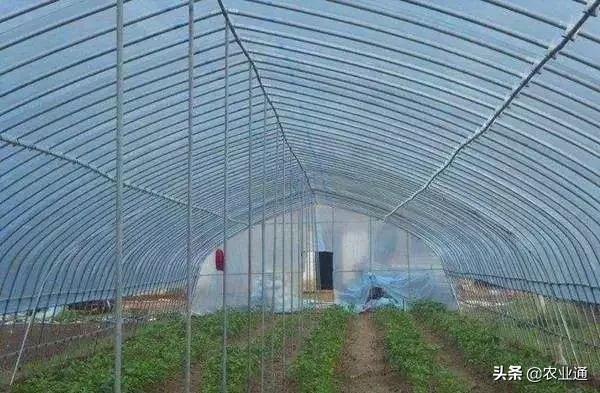 最新的温室大棚技术,小型温室大棚用什么样的大棚
