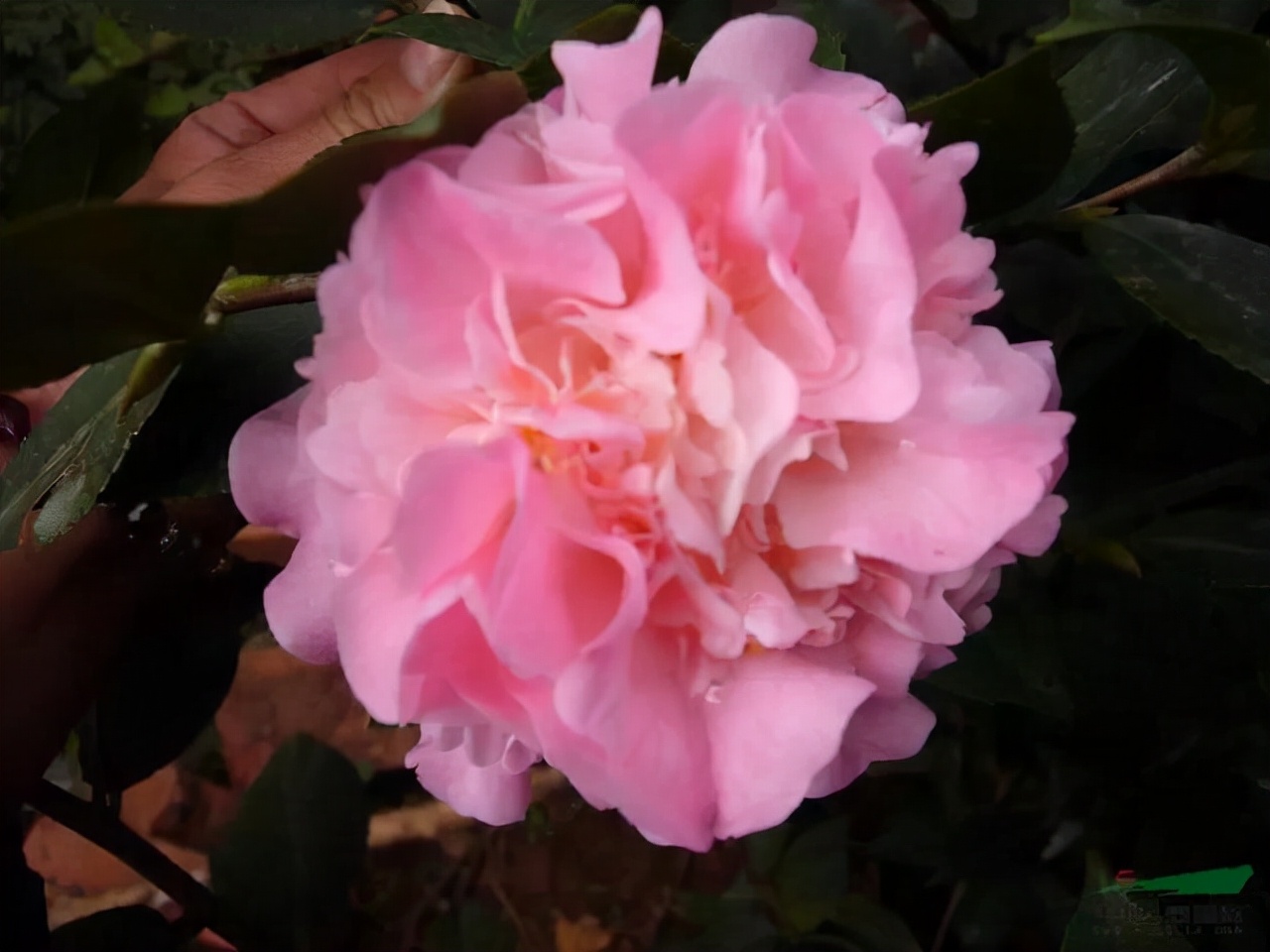 哪些花卉爱阳光浓香好养,喜阴凉的花卉都有哪些好养的