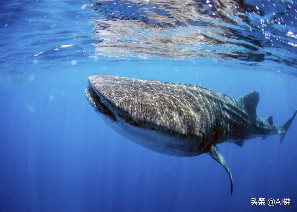 世界上最奇怪的海洋图片,世界各地的海洋照片