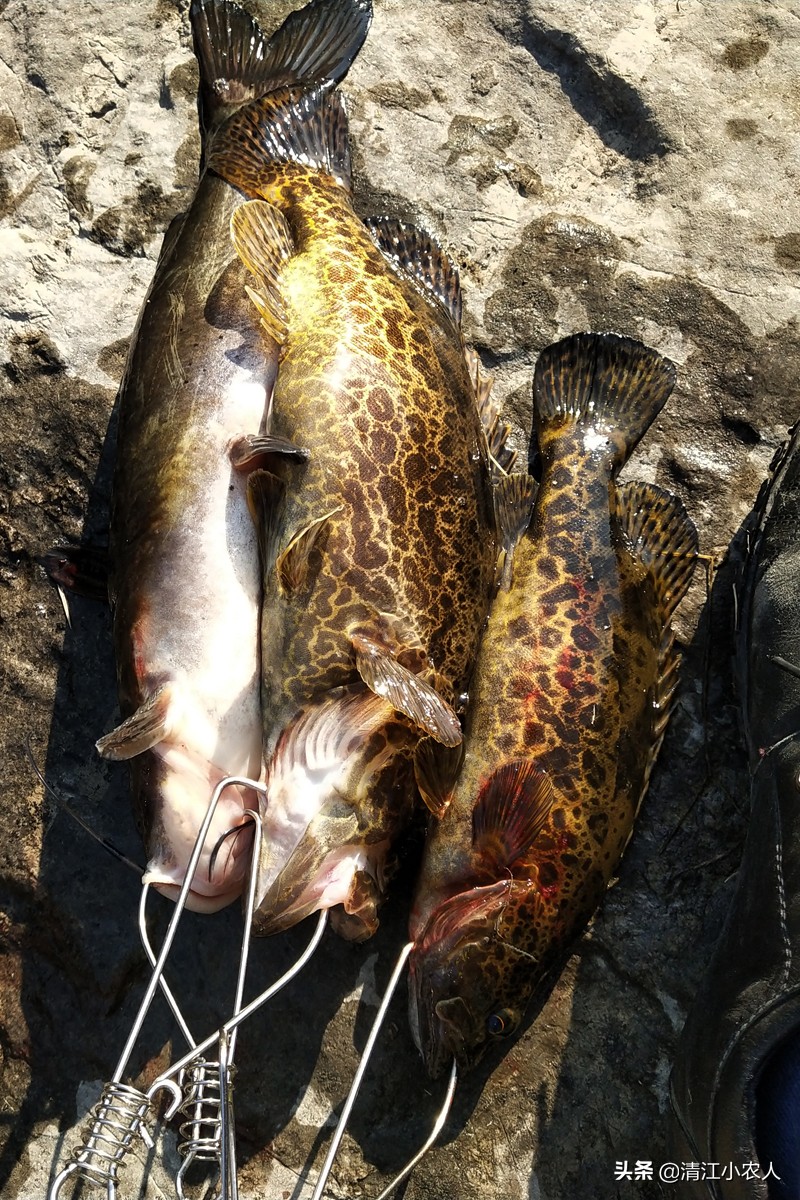 野钓回来的鳜鱼吃啥,鳜鱼最好的饵是什么