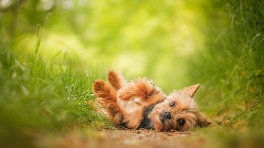 巴贝斯虫病狗狗治愈费用,犬吉氏巴贝斯虫图片
