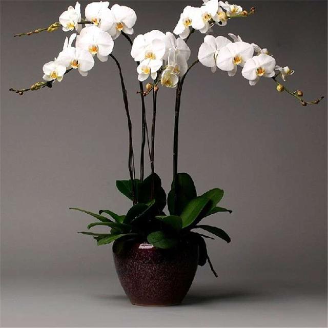 最名贵十种兰花有花苞,四季开花的兰花有哪几个品种