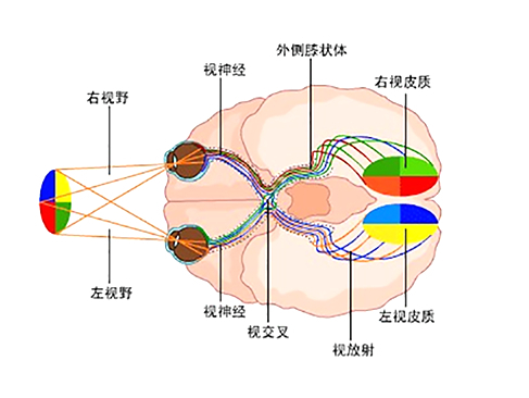 视神经萎缩针灸可以提高视力吗,视神经萎缩针灸部位图解