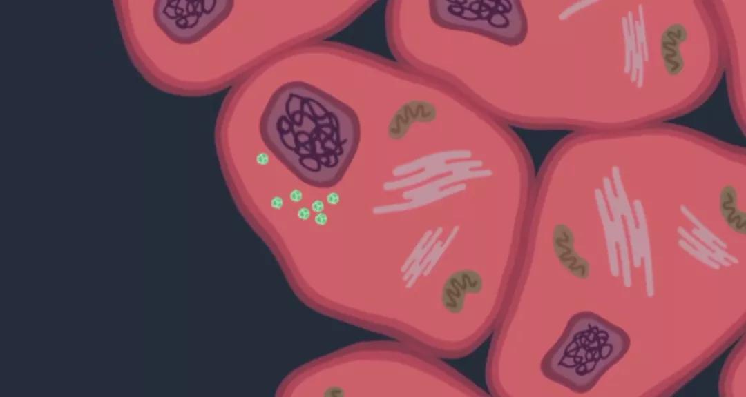 女性做两癌筛查前可以吃饭喝水吗,女性两癌筛查后可以正常工作吗