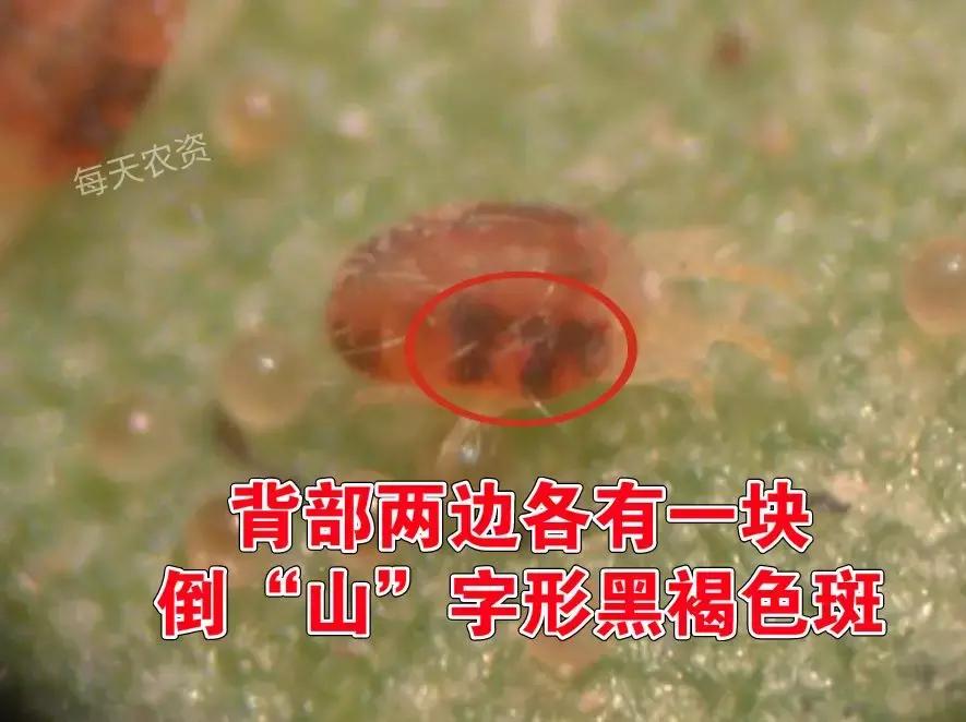 螨类害虫什么时候发生,螨类害虫有哪些特征