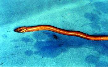 黄鳝是食肉的吗,黄鳝属于真正的鱼类吗