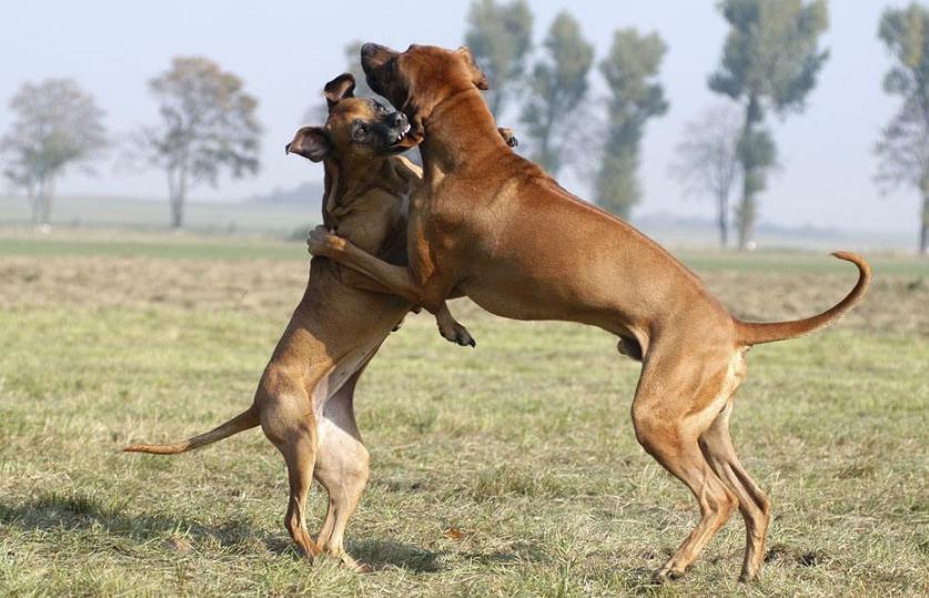 狗咬狗怎么办视频,狗被其他狗咬了立马打狂犬有用吗