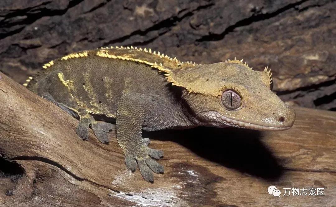 新宠到家笼养几天,新手饲养守宫必备什么品种