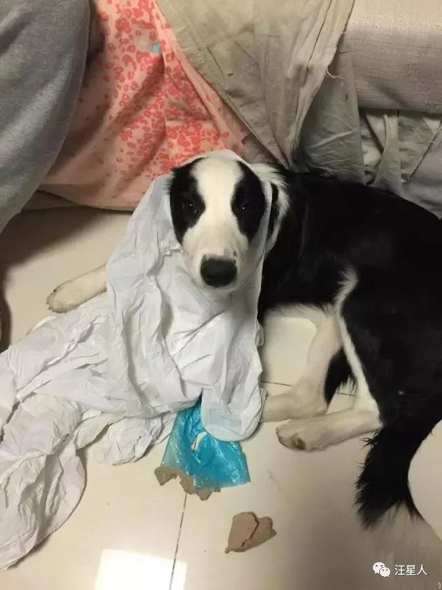 我养的边牧为什么看到谁都很热情,别以为边牧很好养