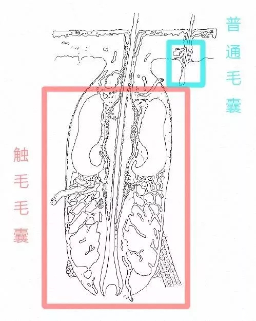 为什么有人把猫咪胡须剪了,拽猫尾巴会发生什么