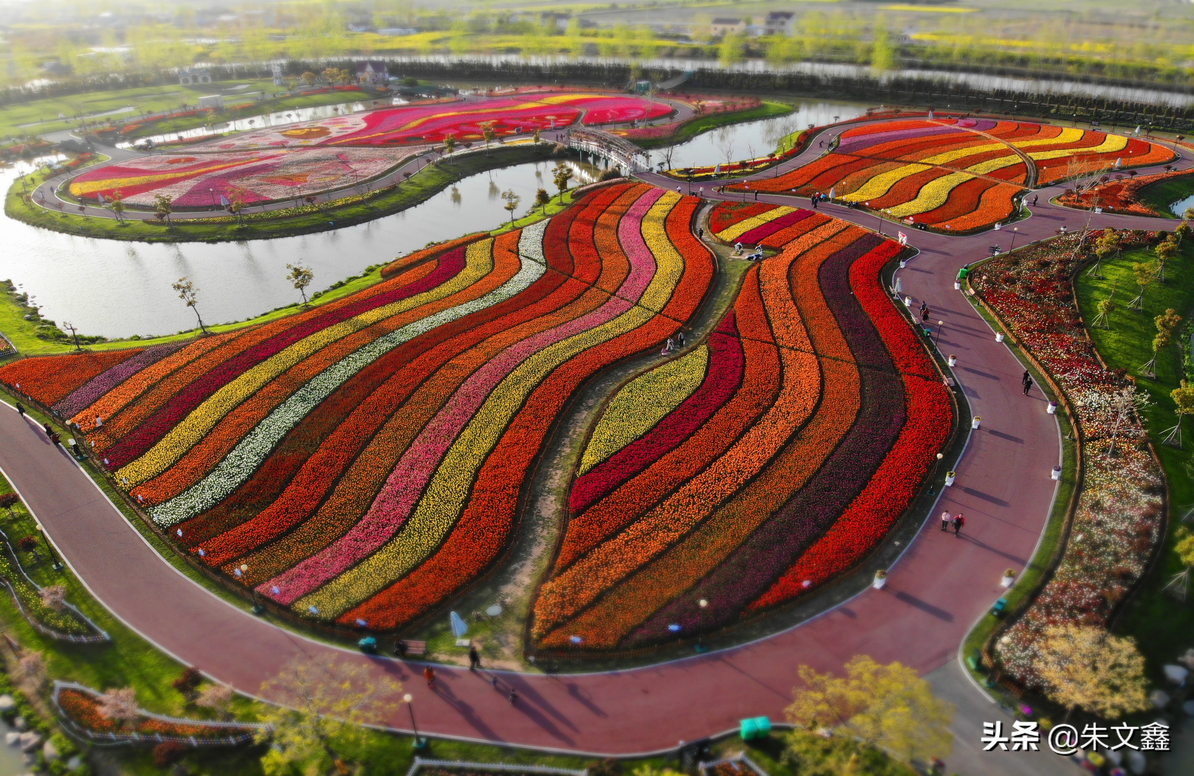 大丰荷兰花海郁金香开了没有,荷兰花海现在有郁金香吗