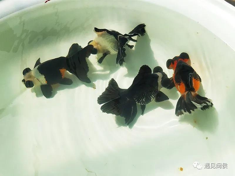 见过会踢足球的闽侯金鱼吗？盘它