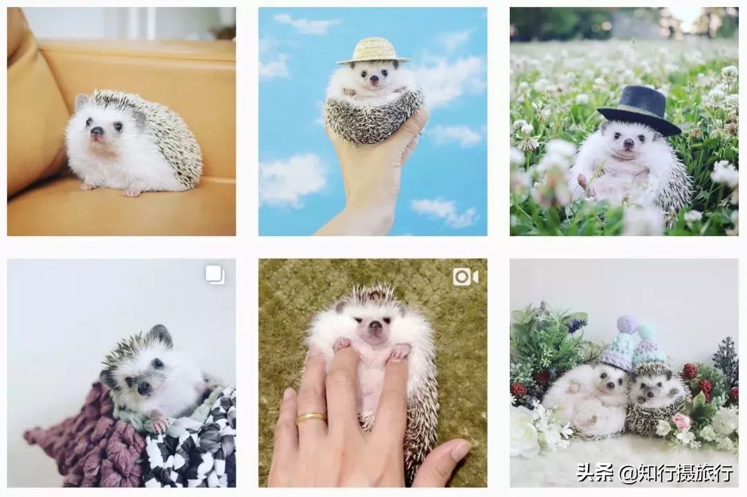 日本“神兽”不只有奈良鹿，日本网红动物主题旅行攻略