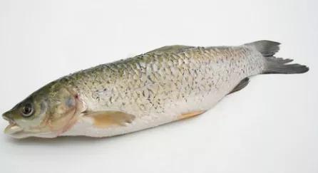 水产加工去腥,水产消除重金属