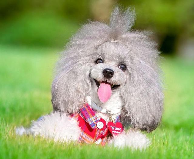 灰色贵宾犬为什么那么贵？网友直言：“水太深”了