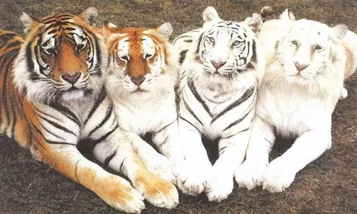 10个你一定不知道的动物冷知识,1000个牛动物有趣的冷知识