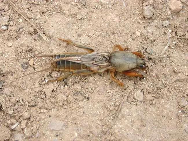 白菜刚出苗就被蚂蚁吃掉怎么办,白菜萝卜苗有虫子怎么办