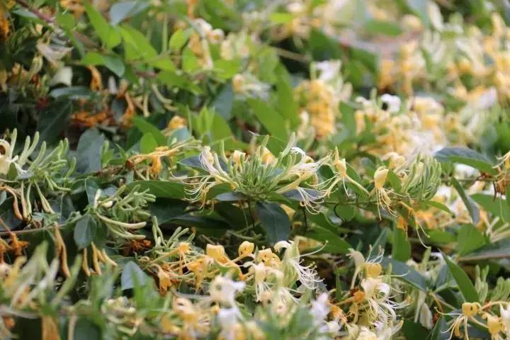 巴中有多大面积和人口,巴中和汉中差距有多大