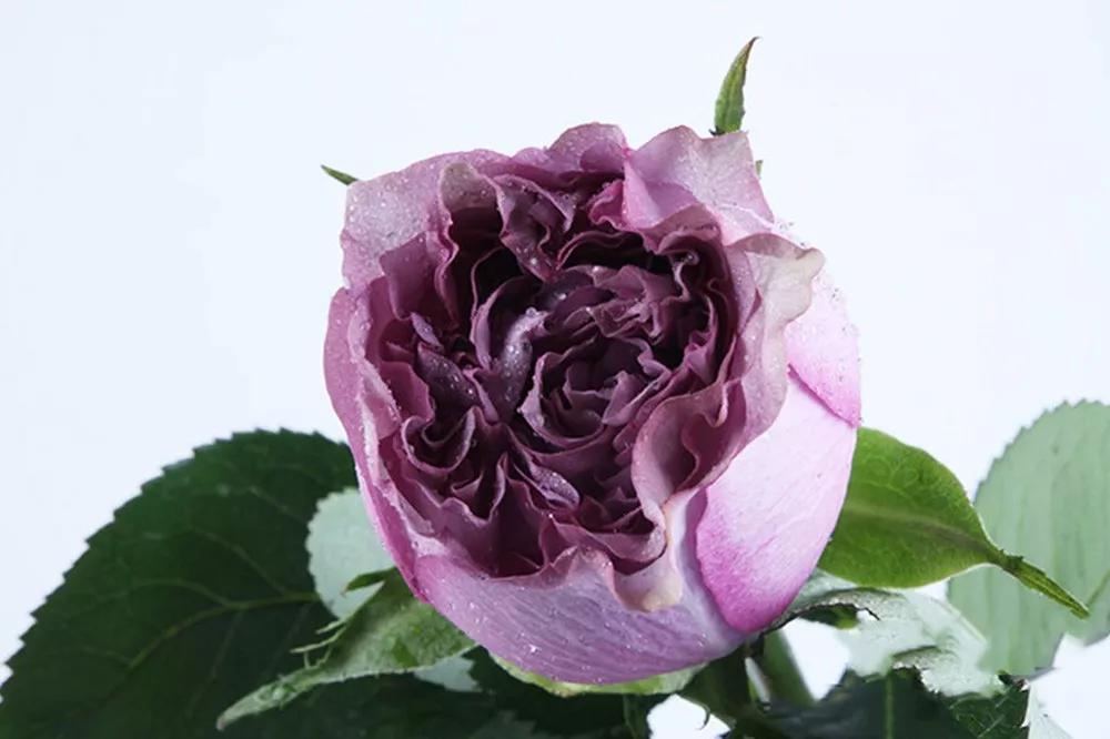 花店常用玫瑰花品种大全,一篇文章带你认识三亚40种花