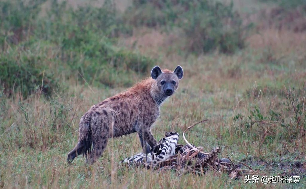 将剧毒涂在身上，不怀好意的野狗全被毒死，唯一善用毒的啮齿动物