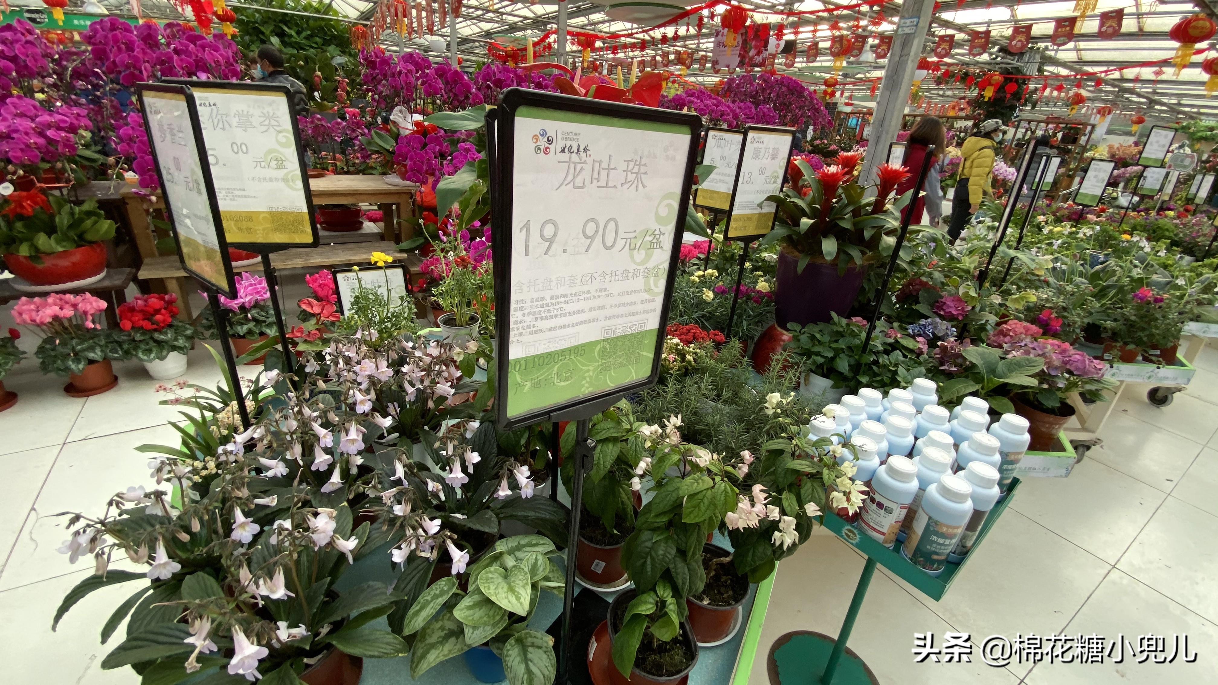 北京南四环花卉绿植批发市场,北京开一家鲜花店