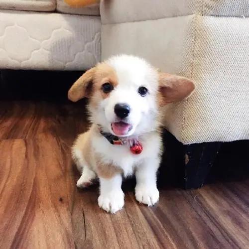 从小养大的狗狗是不是把你当妈妈,不敢相信亲手养大的狗