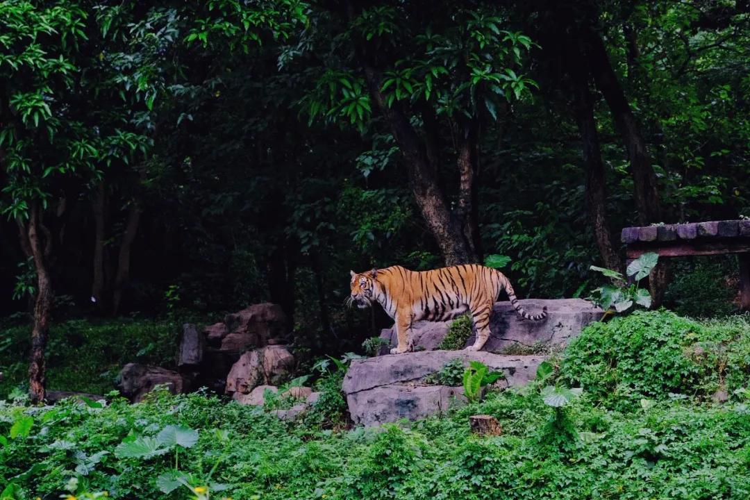 广州长隆攻略注意事项,广州长隆优惠攻略