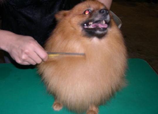 博美犬吃什么不掉毛无泪痕,博美犬掉毛吗有体毛味吗