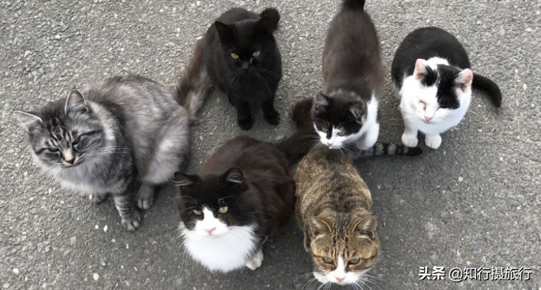 日本“神兽”不只有奈良鹿，日本网红动物主题旅行攻略