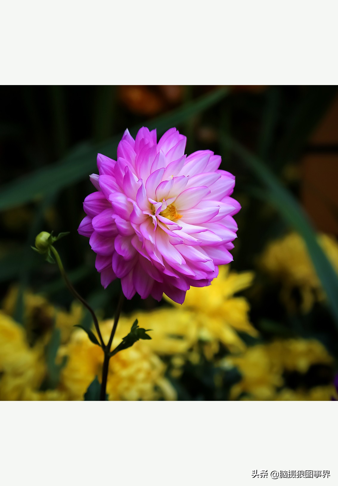 摄影虚化大光圈,佳能24-105镜头怎样拍出虚化效果