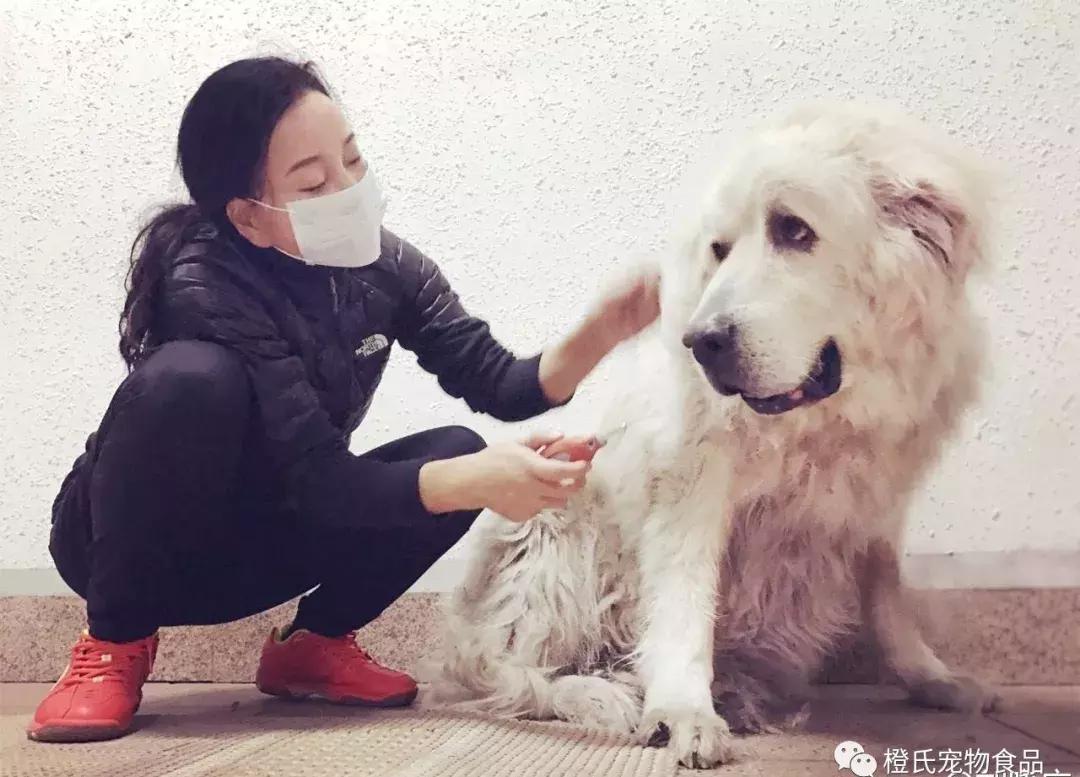 长毛犬如何让毛不打结,长毛犬打理视频