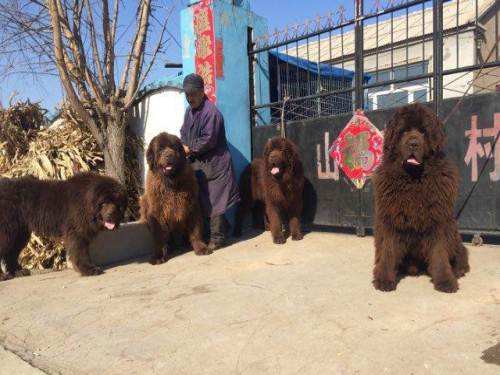 不掉毛体味小不乱叫的小型狗,干净体味轻没攻击性的狗