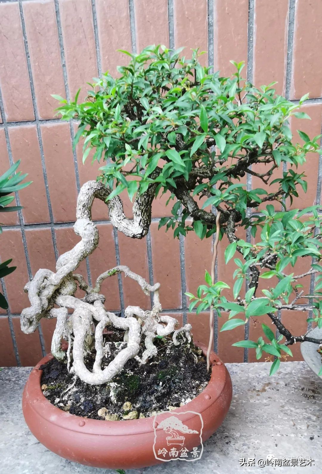 杂木盆景也毫不逊色,杂木盆景值钱吗