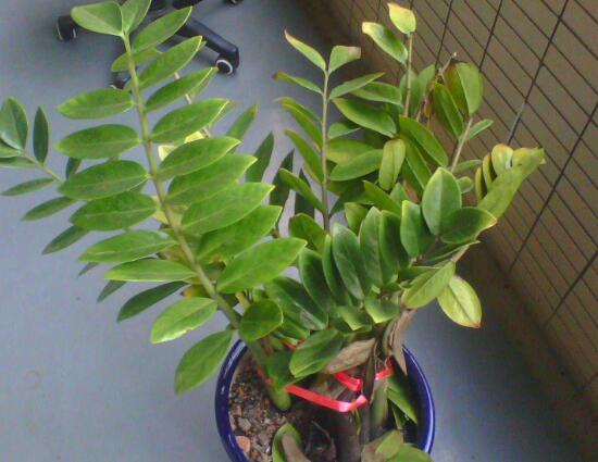 金钱树根部有虫子怎么处理,金钱树茎上有黑斑怎么处理