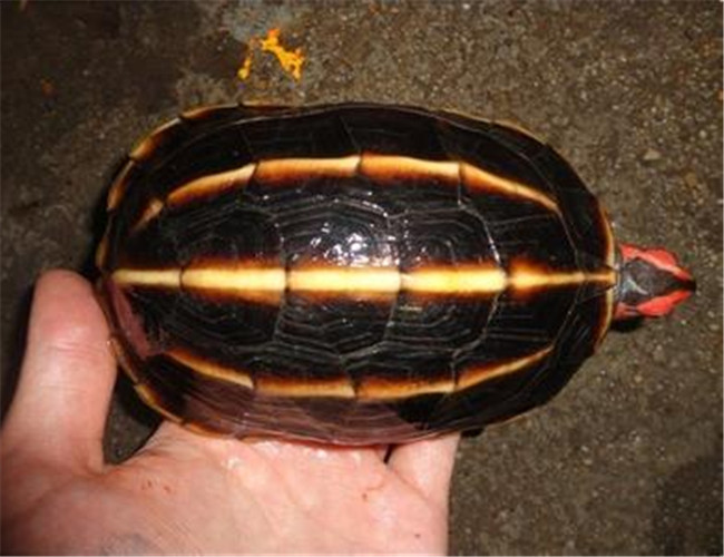 水陆两栖龟选什么龟,水陆两栖龟陆龟怎么区别