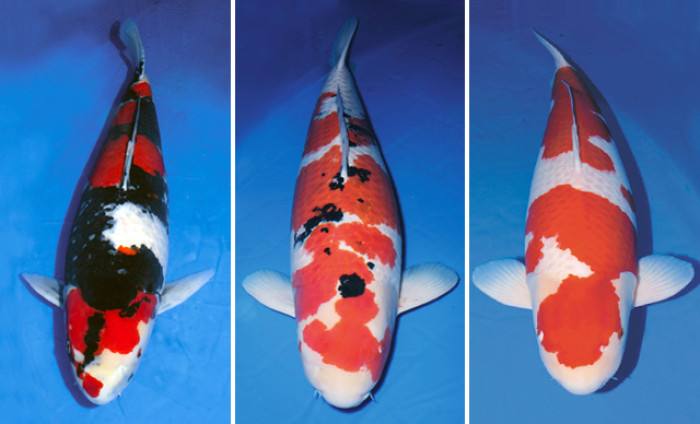 饲养锦鲤鱼该喂哪种鱼饲料,养殖投喂四定原则是哪四定