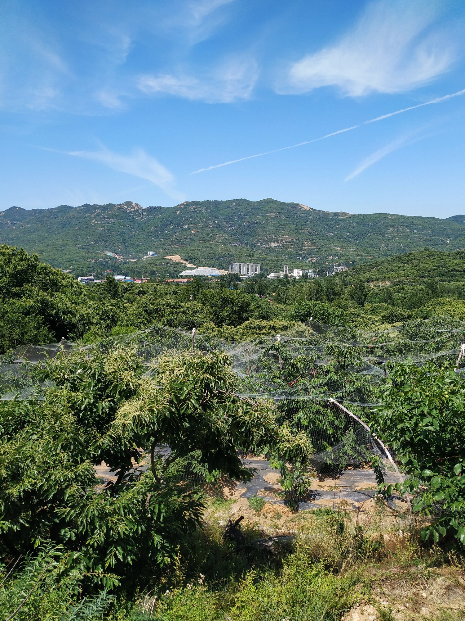 樱桃花期遇高温有什么影响,樱桃硬核期高温有什么影响