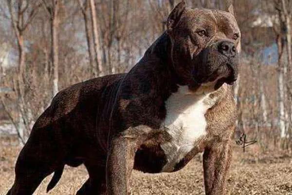 犬类智商排名第一的狗狗,犬科动物战斗力排名前十