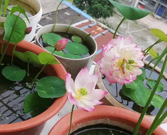 这5种花特别耐涝越浇水越会爆盆,容易浇死的6种花