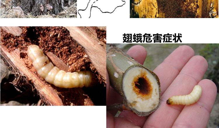 果树有了钻心虫怎么治,果树里面的钻心虫怎么治