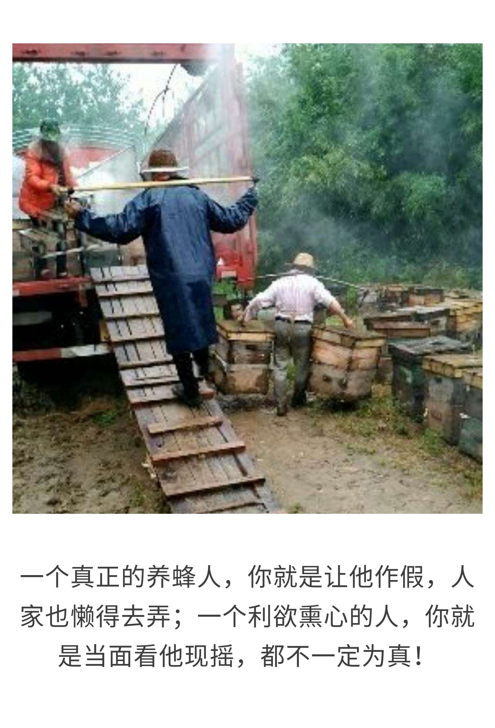 你所深恶痛绝的白糖，竟是小蜜蜂的救命干粮