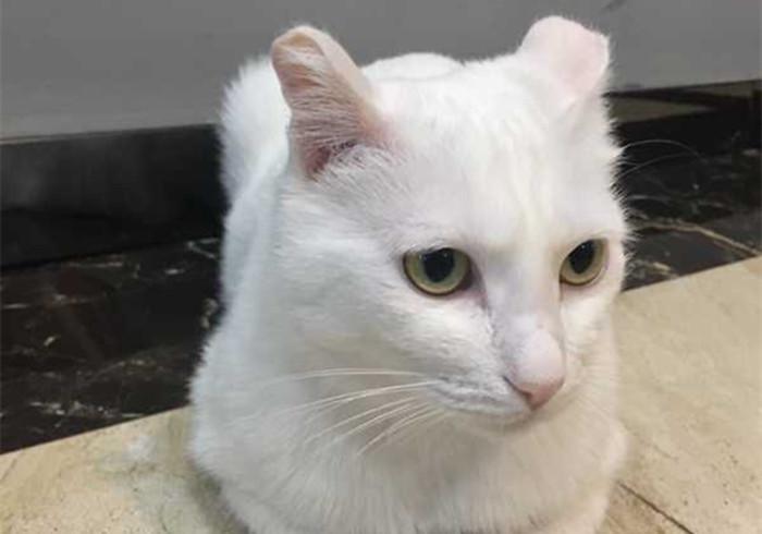 铲屎官的吃猫头行为,铲屎官对猫的奇葩操作