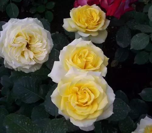 最漂亮10种微型月季,新手必入这8种月季漂亮好养