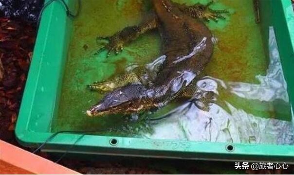 日本最危险的动物园进去视频,日本生死状动物园