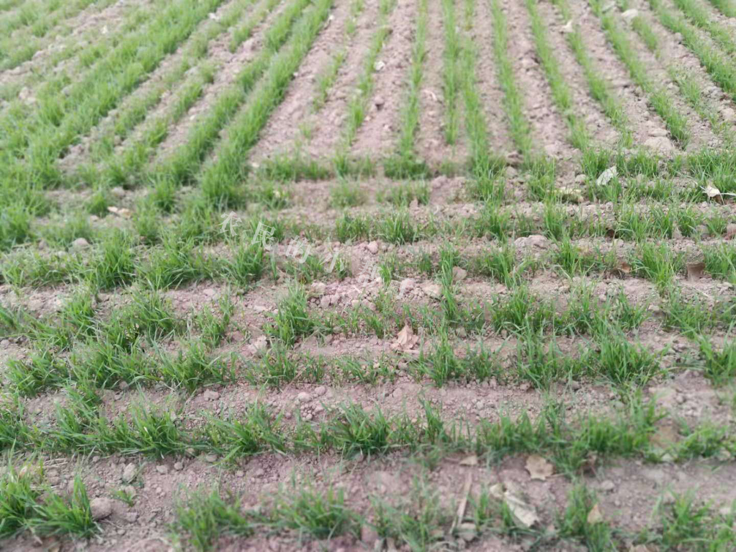 种植小麦一亩需要多少克硼?,种植小麦怎样打药最好用