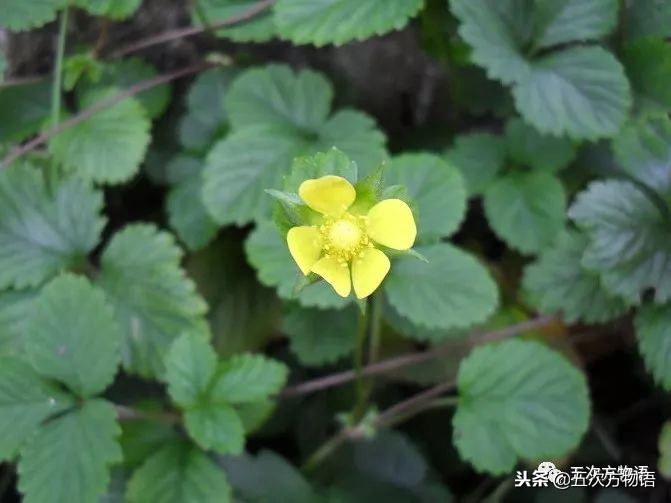 蛇莓是蛇的食物吗,蛇莓和蛇的视频